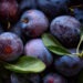 Es ist Pflaumen-Saison, Foto: Alexandra Kikot / Unsplash